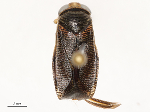  ( - CBG-A67084-G07)  @11 [ ] CreativeCommons - Attribution Share - Alike (2025) CBG Photography Group Centre for Biodiversity Genomics