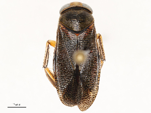  ( - CBG-A67084-G08)  @11 [ ] CreativeCommons - Attribution Share - Alike (2025) CBG Photography Group Centre for Biodiversity Genomics