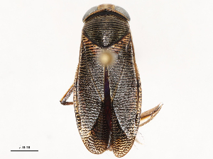  ( - CBG-A67084-H01)  @11 [ ] CreativeCommons - Attribution Share - Alike (2025) CBG Photography Group Centre for Biodiversity Genomics