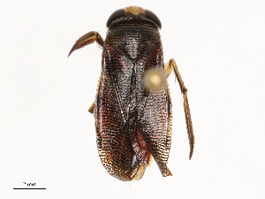  ( - CBG-B02339-C01)  @11 [ ] CreativeCommons - Attribution Share - Alike (2025) CBG Photography Group Centre for Biodiversity Genomics