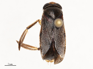  ( - CBG-B02339-C02)  @11 [ ] CreativeCommons - Attribution Share - Alike (2025) CBG Photography Group Centre for Biodiversity Genomics