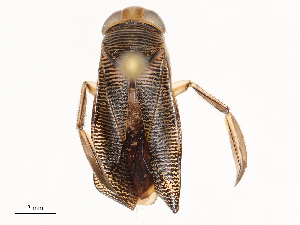  ( - CBG-B02339-C06)  @11 [ ] CreativeCommons - Attribution Share - Alike (2025) CBG Photography Group Centre for Biodiversity Genomics