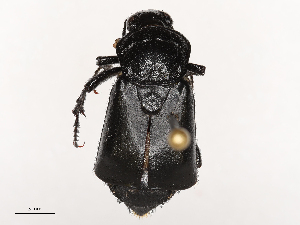  ( - CBG-B02494-A10)  @11 [ ] CreativeCommons - Attribution Share - Alike (2025) CBG Photography Group Centre for Biodiversity Genomics