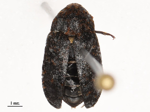  ( - CBG-B02494-B02)  @11 [ ] CreativeCommons - Attribution Share - Alike (2025) CBG Photography Group Centre for Biodiversity Genomics