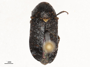  ( - CBG-B02494-B04)  @11 [ ] CreativeCommons - Attribution Share - Alike (2025) CBG Photography Group Centre for Biodiversity Genomics