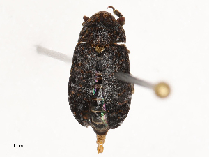  ( - CBG-B02494-B07)  @11 [ ] CreativeCommons - Attribution Share - Alike (2025) CBG Photography Group Centre for Biodiversity Genomics