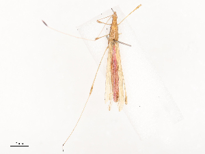  ( - CBG-B02494-C06)  @11 [ ] CreativeCommons - Attribution Share - Alike (2025) CBG Photography Group Centre for Biodiversity Genomics
