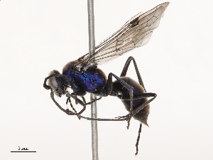  ( - CBG-B02494-C07)  @11 [ ] CreativeCommons - Attribution Share - Alike (2025) CBG Photography Group Centre for Biodiversity Genomics