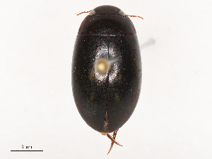  (Ilybiosoma pandurum - CBG-B02494-E12)  @11 [ ] CreativeCommons - Attribution Share - Alike (2025) CBG Photography Group Centre for Biodiversity Genomics