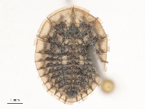  ( - CBG-B02494-G04)  @11 [ ] CreativeCommons - Attribution Share - Alike (2025) CBG Photography Group Centre for Biodiversity Genomics
