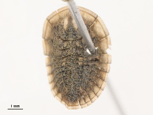  ( - CBG-B02494-G05)  @11 [ ] CreativeCommons - Attribution Share - Alike (2025) CBG Photography Group Centre for Biodiversity Genomics
