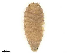  ( - CBG-B02494-H05)  @11 [ ] CreativeCommons - Attribution Share - Alike (2025) CBG Photography Group Centre for Biodiversity Genomics