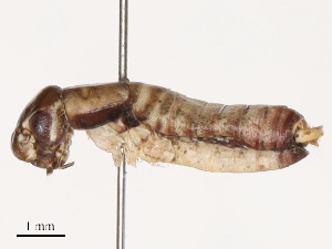 ( - CBG-B04141-A12)  @11 [ ] CreativeCommons - Attribution Share - Alike (2025) CBG Photography Group Centre for Biodiversity Genomics