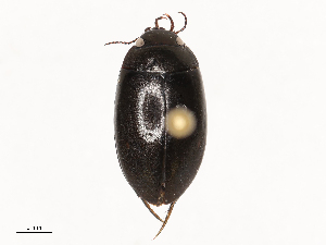  ( - CBG-B04141-D02)  @11 [ ] CreativeCommons - Attribution Share - Alike (2025) CBG Photography Group Centre for Biodiversity Genomics