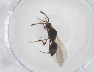  ( - CBG-B20177-F03)  @11 [ ] CreativeCommons - Attribution Share - Alike (2025) Centre for Biodiversity Genomics Centre for Biodiversity Genomics