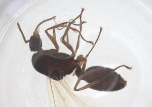  ( - CBG-B20395-F01)  @11 [ ] CreativeCommons - Attribution Share - Alike (2025) Centre for Biodiversity Genomics Centre for Biodiversity Genomics