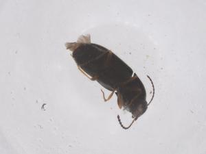  ( - CBG-B20443-B07)  @11 [ ] CreativeCommons - Attribution Share - Alike (2025) Centre for Biodiversity Genomics Centre for Biodiversity Genomics