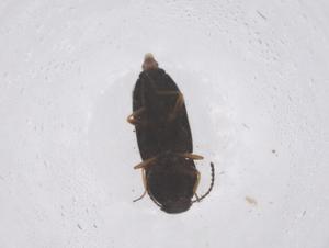  ( - CBG-B20443-C09)  @11 [ ] CreativeCommons - Attribution Share - Alike (2025) Centre for Biodiversity Genomics Centre for Biodiversity Genomics