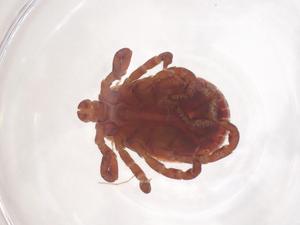  ( - CBG-B20749-H01)  @11 [ ] CreativeCommons - Attribution Share - Alike (2025) Centre for Biodiversity Genomics Centre for Biodiversity Genomics