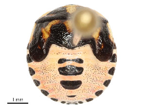  ( - 350-SW-PG1-F-22)  @11 [ ] CreativeCommons - Attribution Share - Alike (2024) CBG Photography Group Centre for Biodiversity Genomics