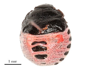  ( - 351-SW-PG1-E-22)  @11 [ ] CreativeCommons - Attribution Share - Alike (2024) CBG Photography Group Centre for Biodiversity Genomics