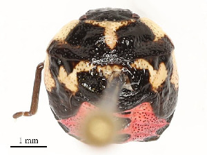  ( - 352-SW-PG2-E-22)  @11 [ ] CreativeCommons - Attribution Share - Alike (2024) CBG Photography Group Centre for Biodiversity Genomics