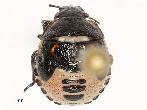  ( - 354-SW-PG2-E-22)  @11 [ ] CreativeCommons - Attribution Share - Alike (2024) CBG Photography Group Centre for Biodiversity Genomics