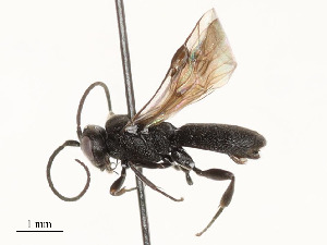  ( - 375-SW-FB4-T-22)  @11 [ ] CreativeCommons - Attribution Share - Alike (2024) CBG Photography Group Centre for Biodiversity Genomics
