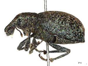  ( - 68-PT-18-FB4-T-22)  @11 [ ] CreativeCommons - Attribution Share - Alike (2023) CBG Photography Group Centre for Biodiversity Genomics