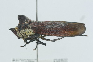  (Proconia esmeraldae - QCAZI_96687)  @11 [ ] CC-BY-NC-ND (2024) QCAZ Pontificia Universidad Católica del Ecuador