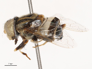  (Eristalinus flaveolus - CBG-B14775-H03)  @11 [ ] CreativeCommons - Attribution Share - Alike (2025) CBG Photography Group Centre for Biodiversity Genomics