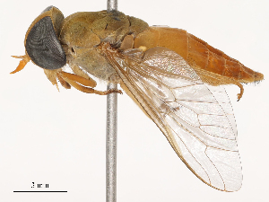  ( - CBG-B14775-H09)  @11 [ ] CreativeCommons - Attribution Share - Alike (2025) CBG Photography Group Centre for Biodiversity Genomics