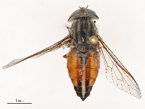  ( - CBG-B14775-H11)  @11 [ ] CreativeCommons - Attribution Share - Alike (2025) CBG Photography Group Centre for Biodiversity Genomics