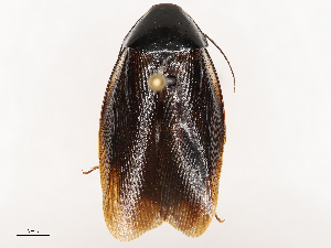  (Pycnoscelus indicus - CBG-B22881-F12)  @11 [ ] CreativeCommons - Attribution Share - Alike (2025) CBG Photography Group Centre for Biodiversity Genomics
