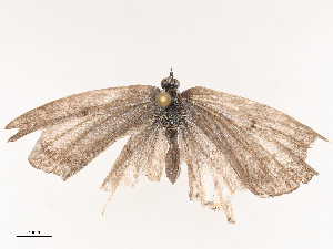  ( - CBG-B22921-H04)  @11 [ ] CreativeCommons - Attribution Share - Alike (2025) CBG Photography Group Centre for Biodiversity Genomics
