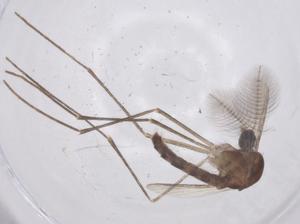 (Uranotaenia alboabdominalis - CBG-B22956-F08)  @11 [ ] CreativeCommons - Attribution Share - Alike (2025) Centre for Biodiversity Genomics Centre for Biodiversity Genomics