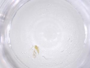  ( - CBG-B23108-C12)  @11 [ ] CreativeCommons - Attribution Share - Alike (2025) Centre for Biodiversity Genomics Centre for Biodiversity Genomics