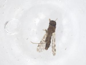  ( - CBG-B23128-G10)  @11 [ ] CreativeCommons - Attribution Share - Alike (2025) Centre for Biodiversity Genomics Centre for Biodiversity Genomics