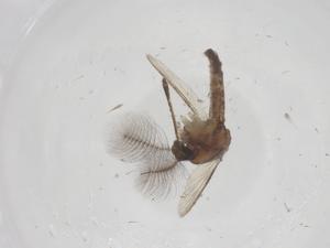  (Uranotaenia alboabdominalis - CBG-B23133-B07)  @11 [ ] CreativeCommons - Attribution Share - Alike (2025) Centre for Biodiversity Genomics Centre for Biodiversity Genomics