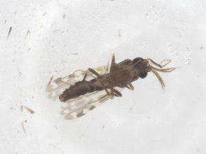  ( - CBG-B23153-G02)  @11 [ ] CreativeCommons - Attribution Share - Alike (2025) Centre for Biodiversity Genomics Centre for Biodiversity Genomics