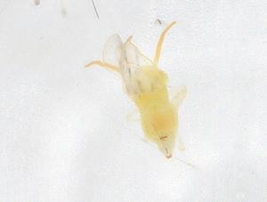  ( - CBG-B23166-F02)  @11 [ ] CreativeCommons - Attribution Share - Alike (2025) Centre for Biodiversity Genomics Centre for Biodiversity Genomics