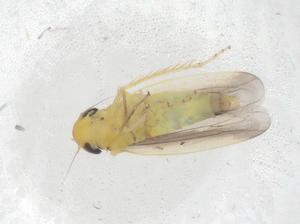  ( - CBG-B23187-B11)  @11 [ ] CreativeCommons - Attribution Share - Alike (2025) Centre for Biodiversity Genomics Centre for Biodiversity Genomics