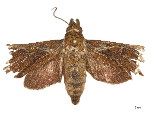  ( - CBG-B07456-B02)  @11 [ ] CreativeCommons - Attribution Share - Alike (2025) CBG Photography Group Centre for Biodiversity Genomics