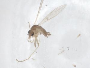  (Sergentomyia africana - CBG-B07497-D08)  @11 [ ] CreativeCommons - Attribution Share - Alike (2025) Centre for Biodiversity Genomics Centre for Biodiversity Genomics