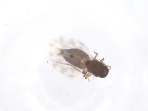  ( - CBG-B20808-E01)  @11 [ ] CreativeCommons - Attribution Share - Alike (2025) Centre for Biodiversity Genomics Centre for Biodiversity Genomics