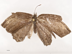  (Bicyclus dorothea - CBG-B07469-C05)  @11 [ ] CreativeCommons - Attribution Share - Alike (2025) CBG Photography Group Centre for Biodiversity Genomics