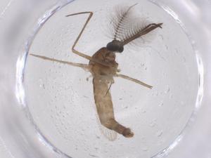  (Culex nebulosus - CBG-B07659-G10)  @11 [ ] CreativeCommons - Attribution Share - Alike (2025) Centre for Biodiversity Genomics Centre for Biodiversity Genomics