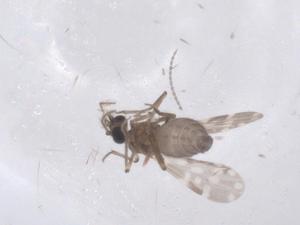  ( - CBG-B07662-D08)  @11 [ ] CreativeCommons - Attribution Share - Alike (2025) Centre for Biodiversity Genomics Centre for Biodiversity Genomics