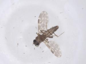  ( - CBG-B21533-C03)  @11 [ ] CreativeCommons - Attribution Share - Alike (2025) Centre for Biodiversity Genomics Centre for Biodiversity Genomics