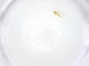  ( - CBG-B21572-C01)  @11 [ ] CreativeCommons - Attribution Share - Alike (2025) Centre for Biodiversity Genomics Centre for Biodiversity Genomics